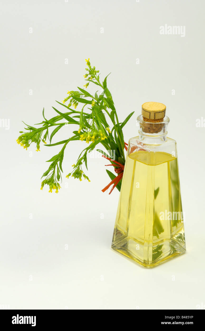 Bigseed False Flax, Wild Flax (Camelina sativa), flowering stems and a bottle of oil studio picture Stock Photo