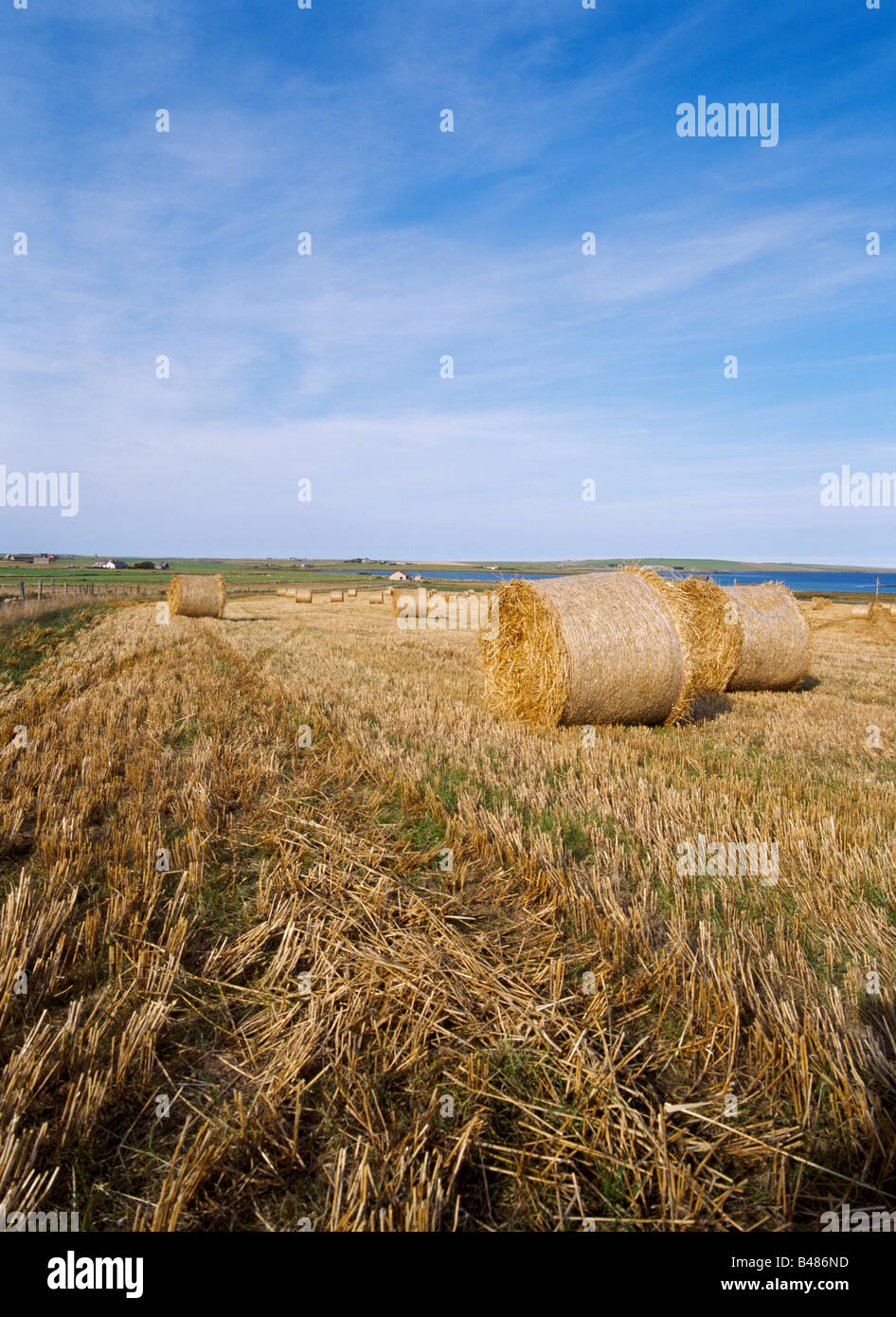 dh TANKERNESS ORKNEY Scotland Harvested cut bales of stubble field autumn harvest hay fields blue sky farm landscapes nobody farmland uk Stock Photo