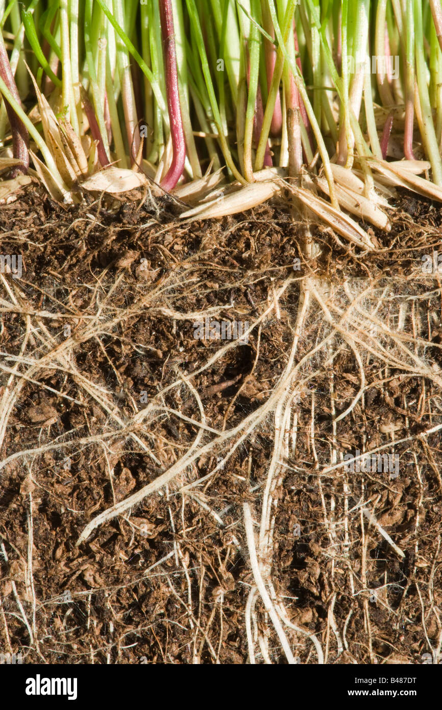 Grass germinating, showing roots underground Stock Photo