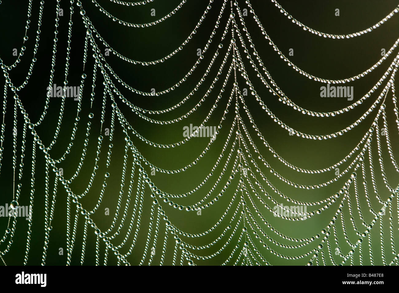 Dew on spider's orb web. Surrey, UK Stock Photo