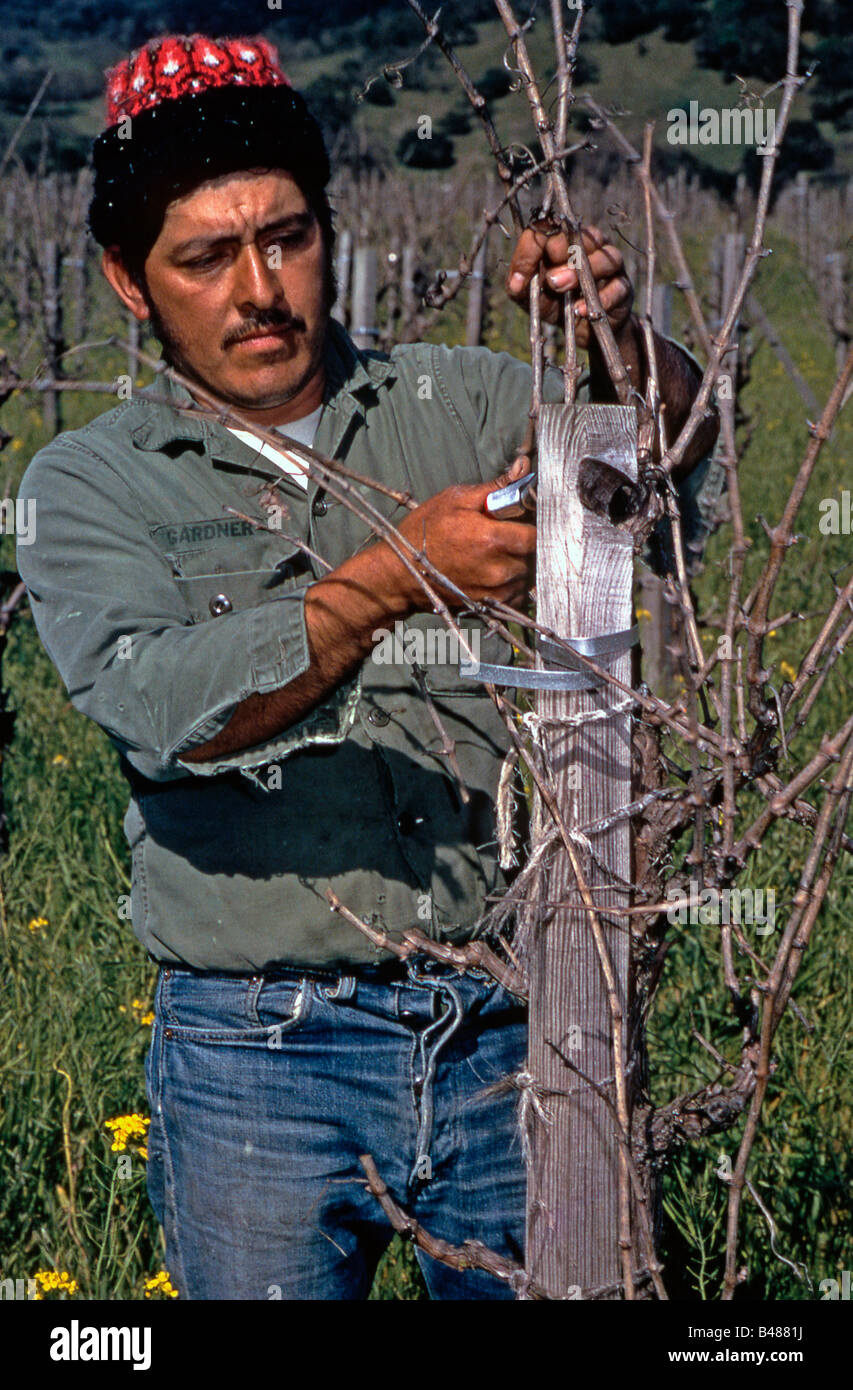 Worker pruning a vine at Robert Mondavi vineyard, Napa Valley, California 1977 Stock Photo