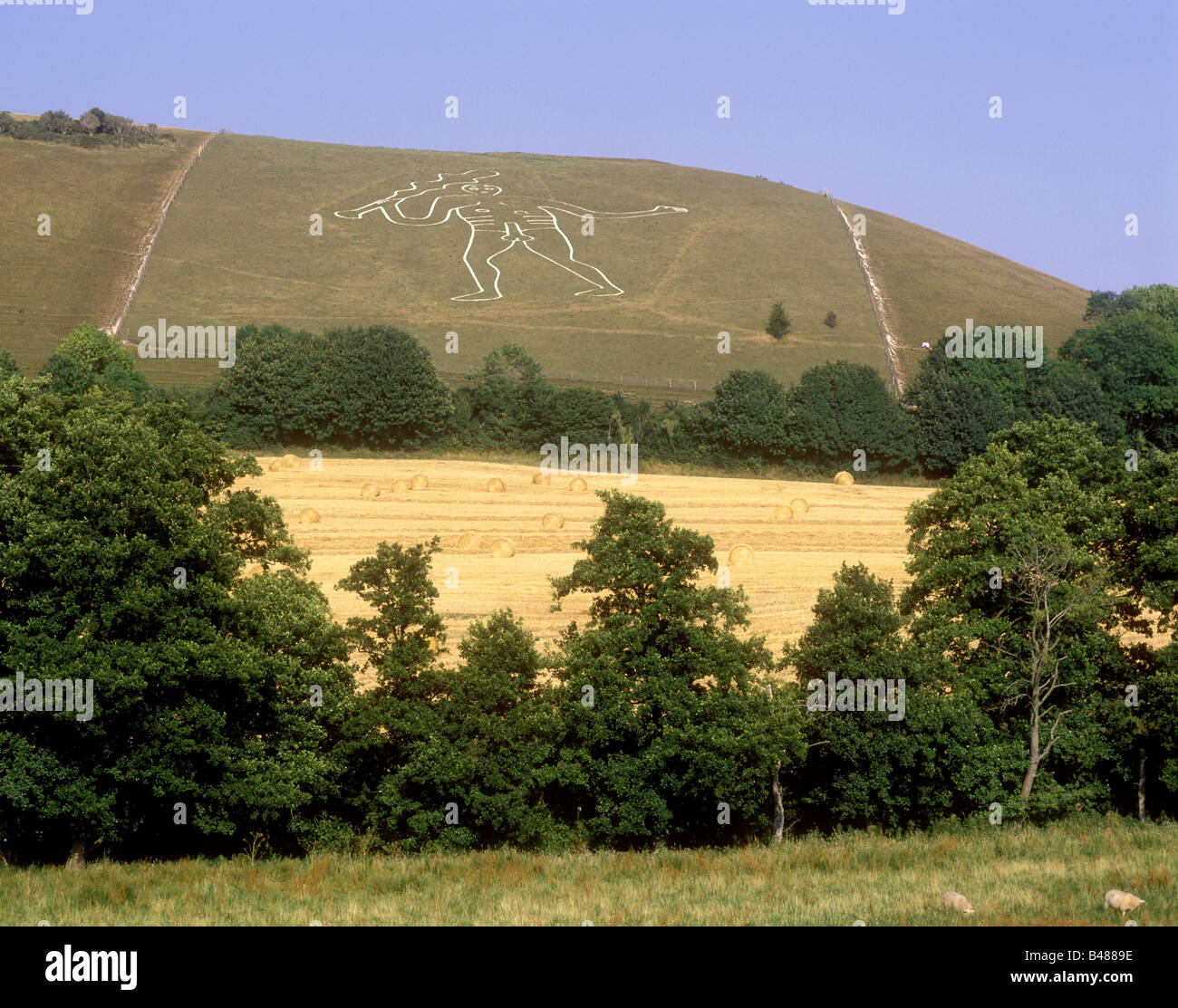 Ancient chalk carving of the Cerne Giant on a hillside near the village of Cerne Abbas Stock Photo