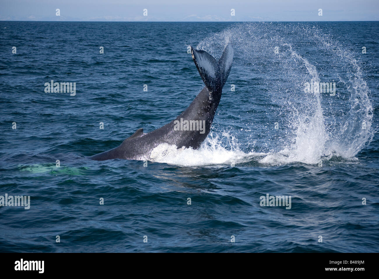 Humpback Whale (Megaptera novaeangliae) Reykjavik Iceland Stock Photo ...