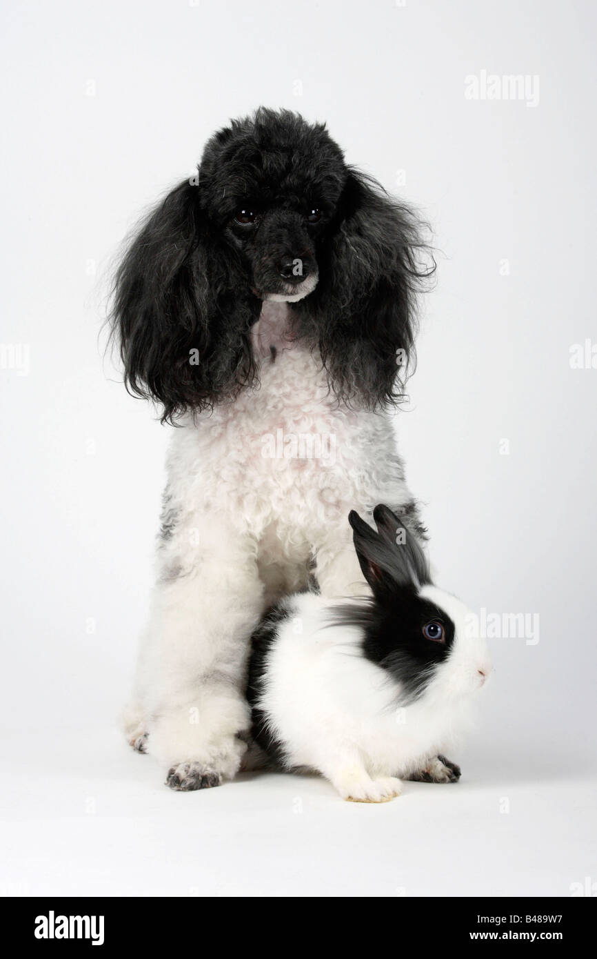 Miniature Poodle harlequin and Lion maned Dwarf Rabbit black and white 13 weeks Domestic Rabbit Stock Photo