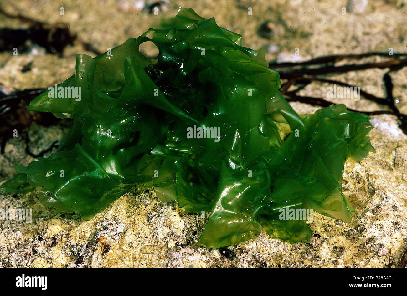 botany, green algae, (Chlorophyta), Sea lettuce, (Ulva lactuca), at stone, close-up, Gargano, Additional-Rights-Clearance-Info-Not-Available Stock Photo