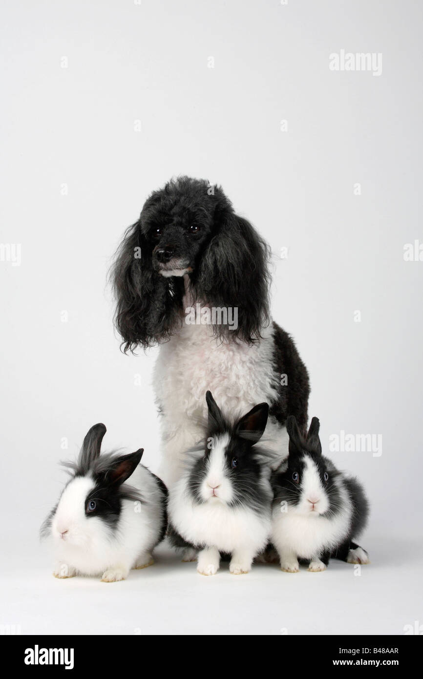 Miniature Poodle harlequin and Lion maned Dwarf Rabbit black and white ...