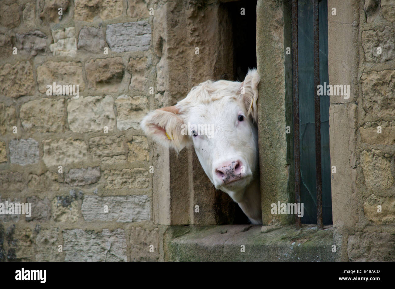 White cow saying hello Stock Photo