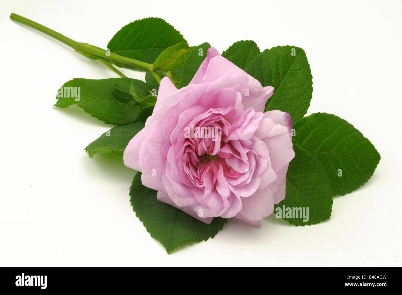 Cabbage Rose, Provence Rose (Rosa x centifolia), variety: Fantin Latour, flower, studio picture Stock Photo