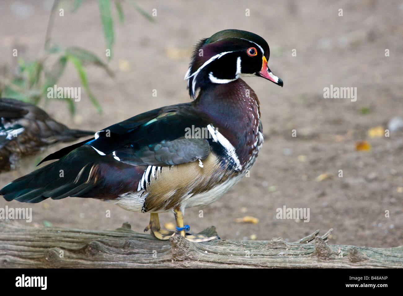 Wood Duck male Stock Photo