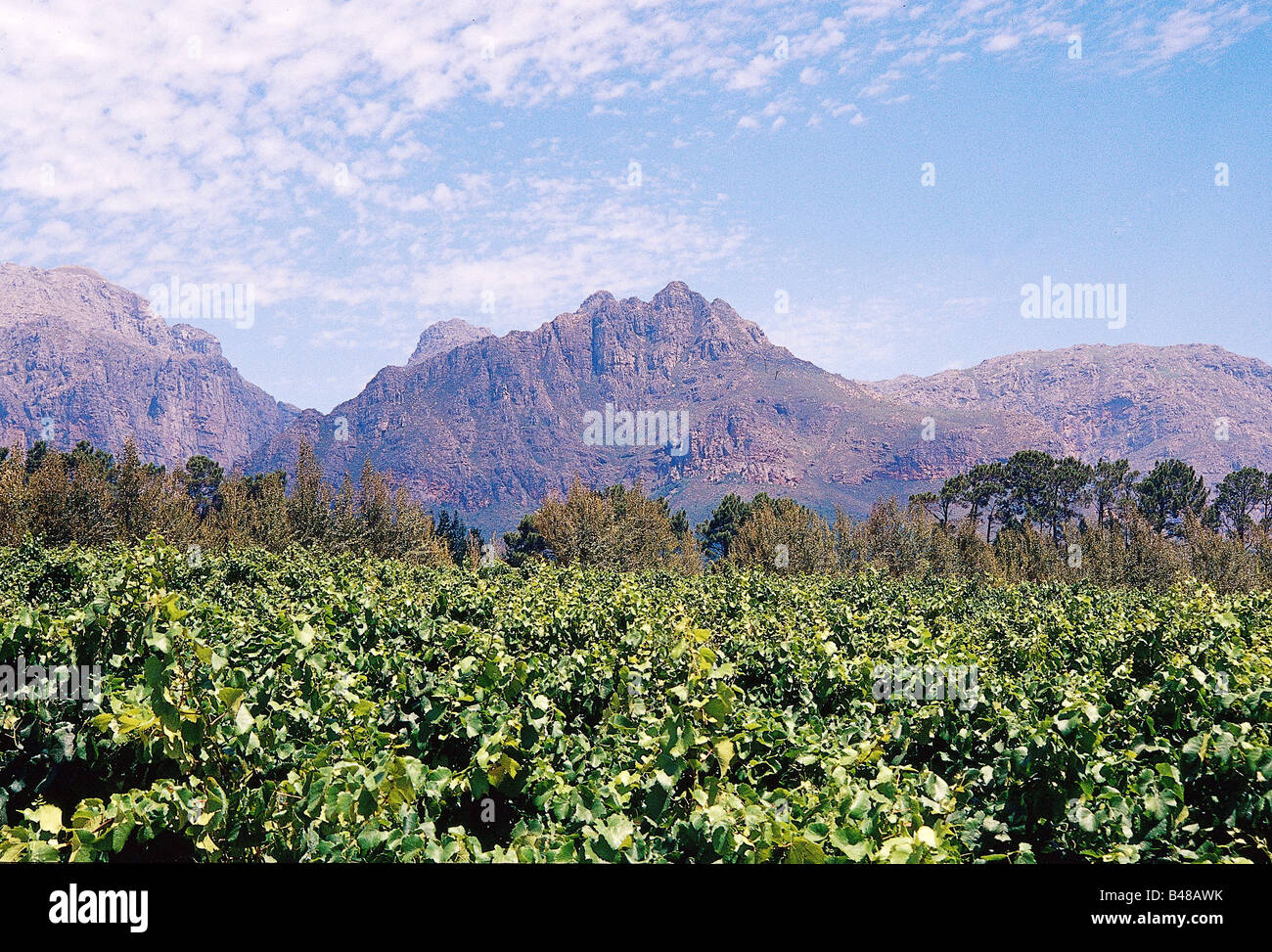 geography / travel, South Africa, agriculture / farming, wine, wine-growing estate 'Ashanti', Paarl, exterior view , Additional-Rights-Clearance-Info-Not-Available Stock Photo