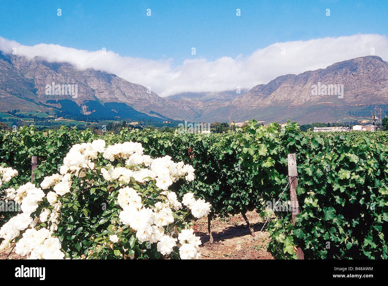 geography / travel, South Africa, agriculture / farming, wine, wine-growing estate 'Augusta', Franschhoek, wine-growing district, Additional-Rights-Clearance-Info-Not-Available Stock Photo