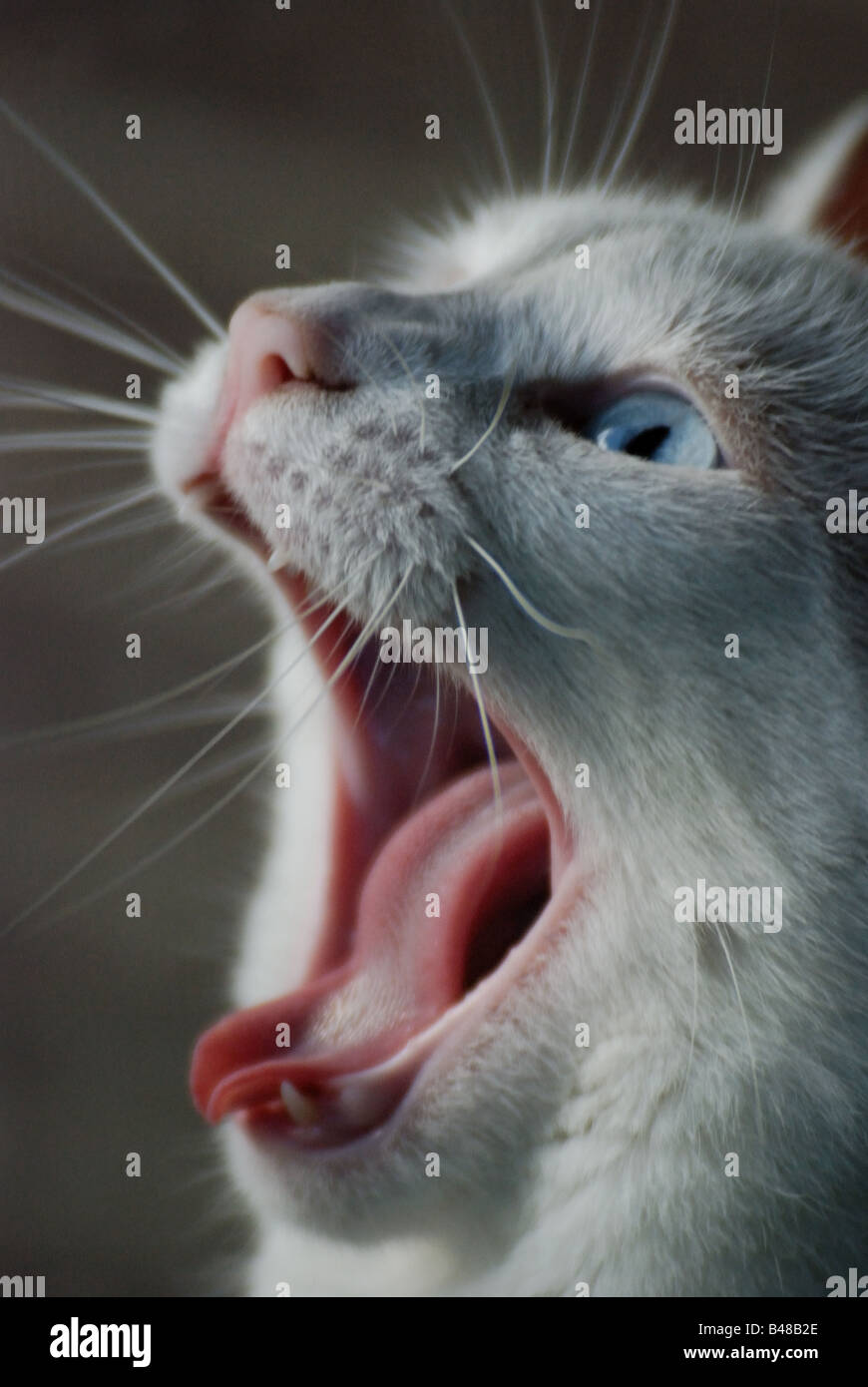 Toronto, Canada 2008: A blue-eyed white cat yawning Stock Photo