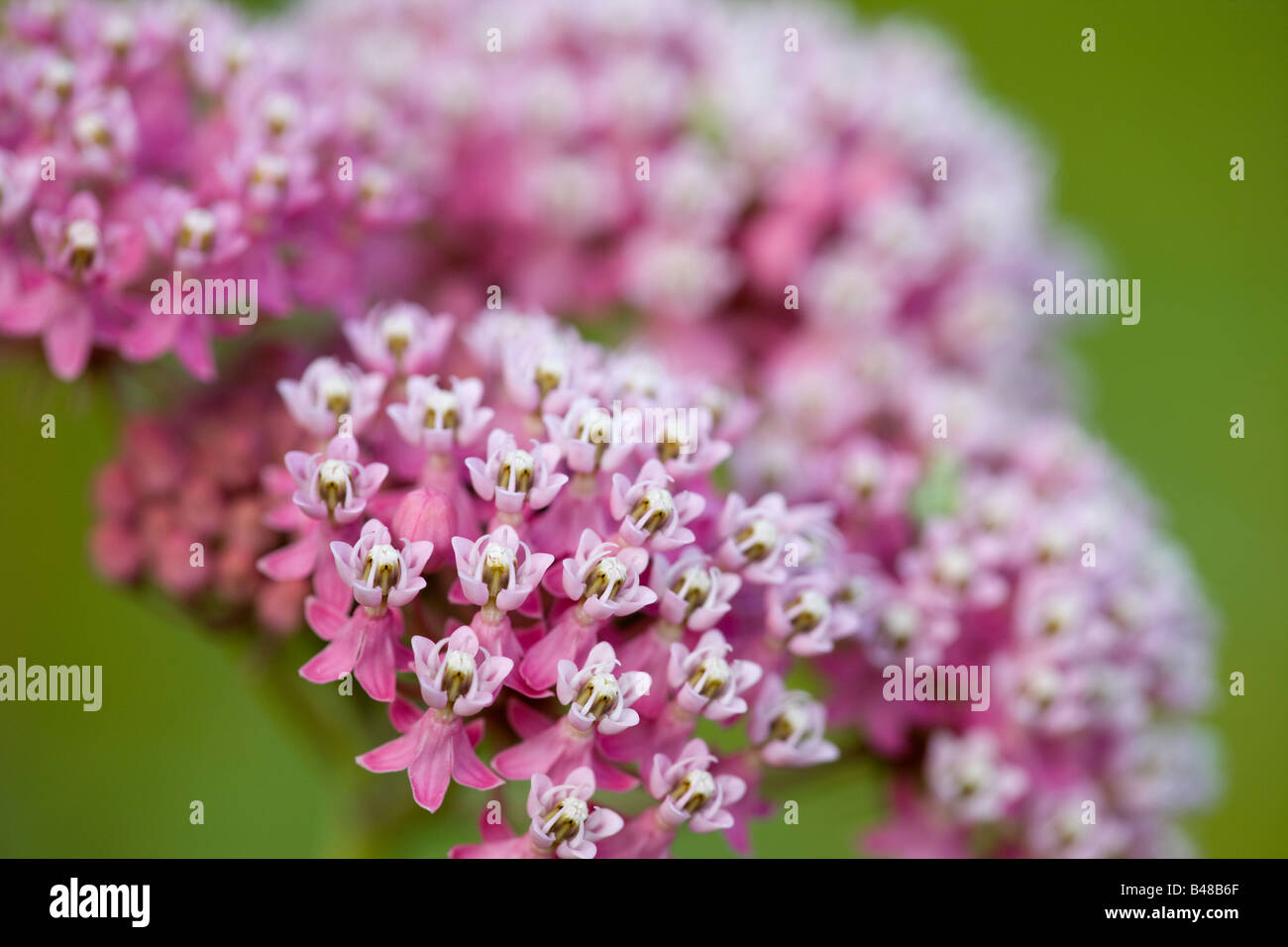 swamp milkweed (Asclepias incarnata) on a preserve of The Nature Conservancy, Wisconsin Stock Photo