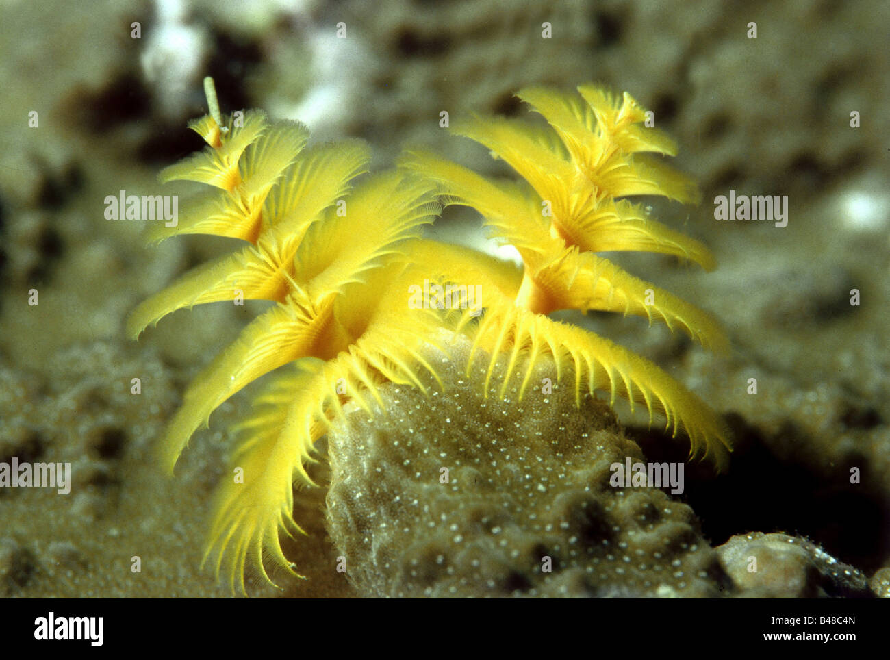 Zoology Animals Annelids Serpulidae Species Christmas Tree Worm Spirobranchus Giganteus Distribution Philippines Additional Rights Clearance Info Not Available Stock Photo Alamy