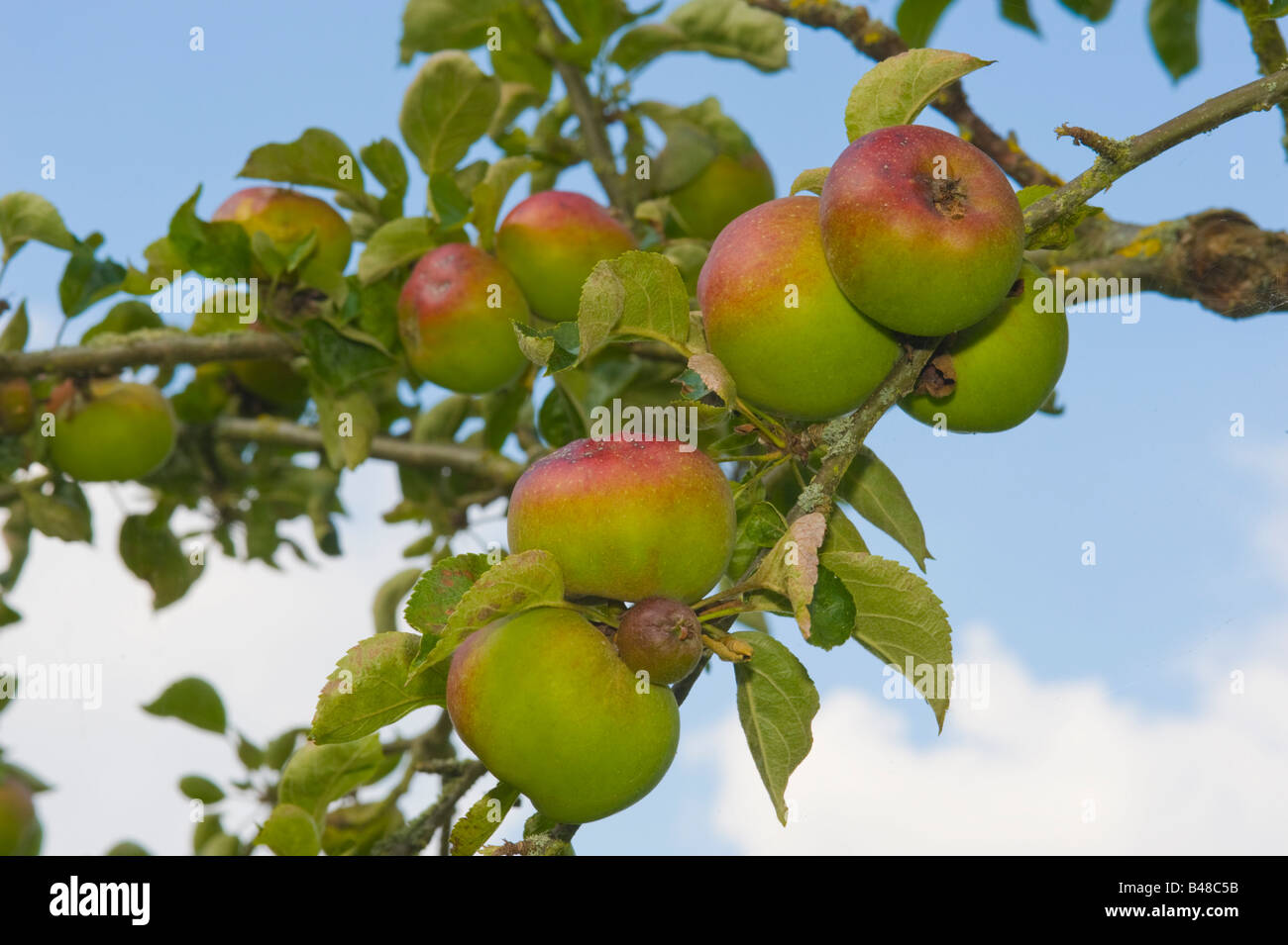 Apples Court Pendu Platt growing in an English orchard Stock Photo
