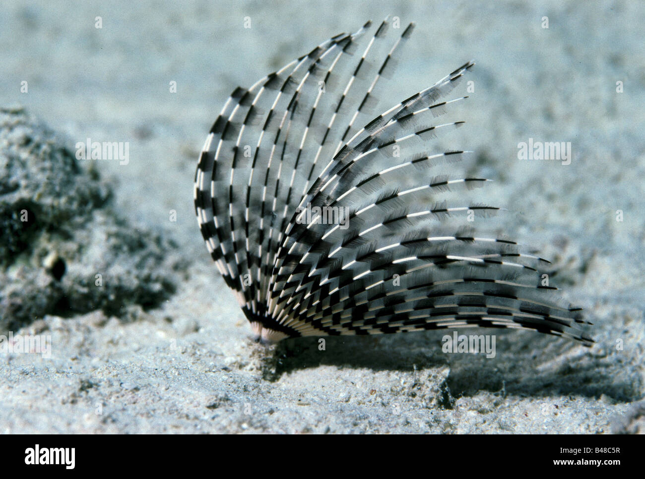 zoology / animals, annelids, Fan worm, (Bispira volutacornis),  distribution: Atlantic Ocean, Mediterranean Sea,  Additional-Rights-Clearance-Info-Not-Available Stock Photo - Alamy