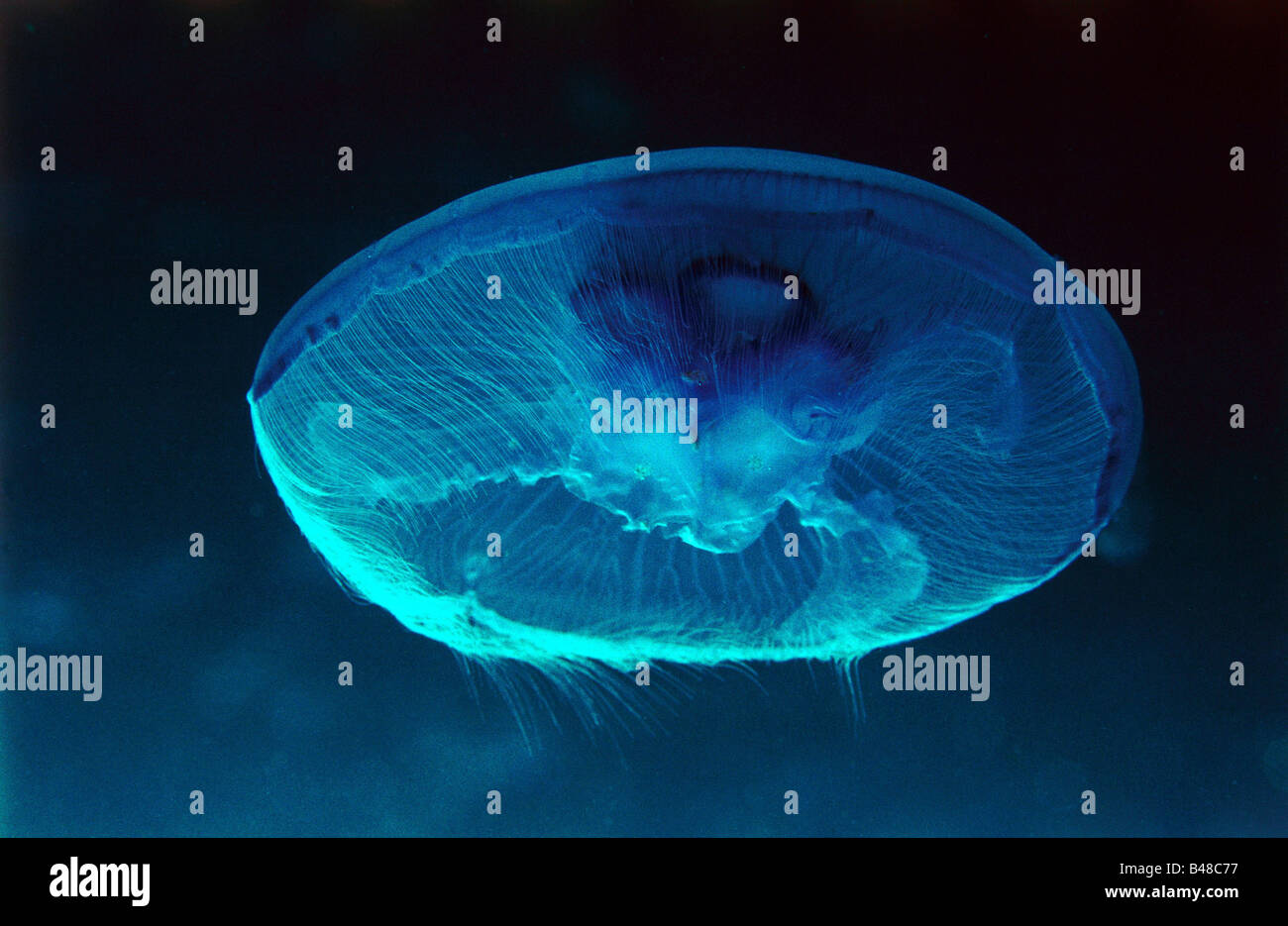 zoology / animals, Cnidaria, moon jelly, (Aurelia aurita), distribution