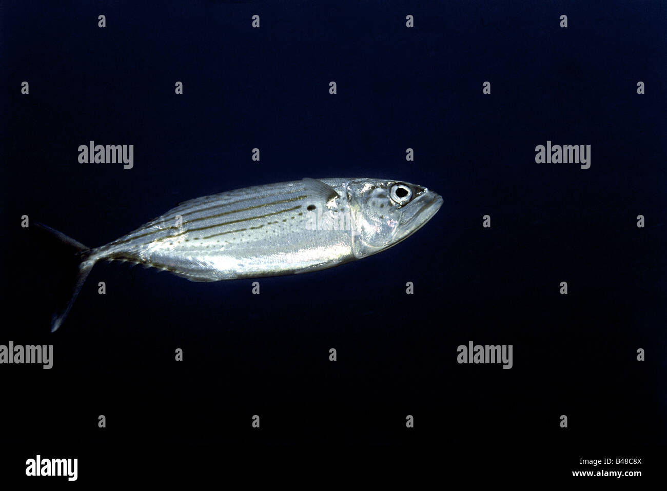 Long jawed mackerel hires stock photography and images Alamy