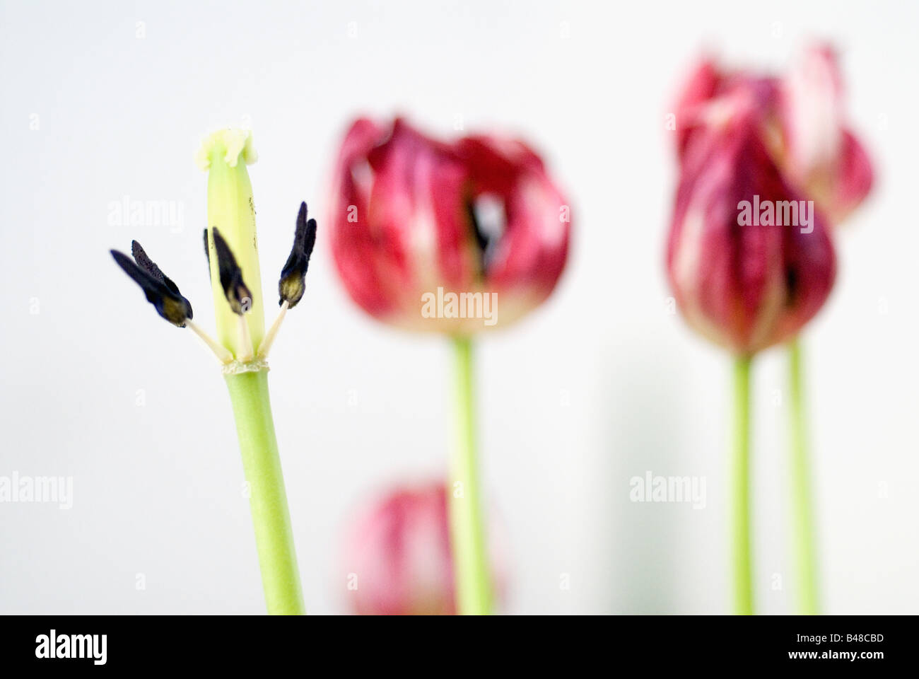 Tulips Wilt Stock Photos & Tulips Wilt Stock Images Alamy