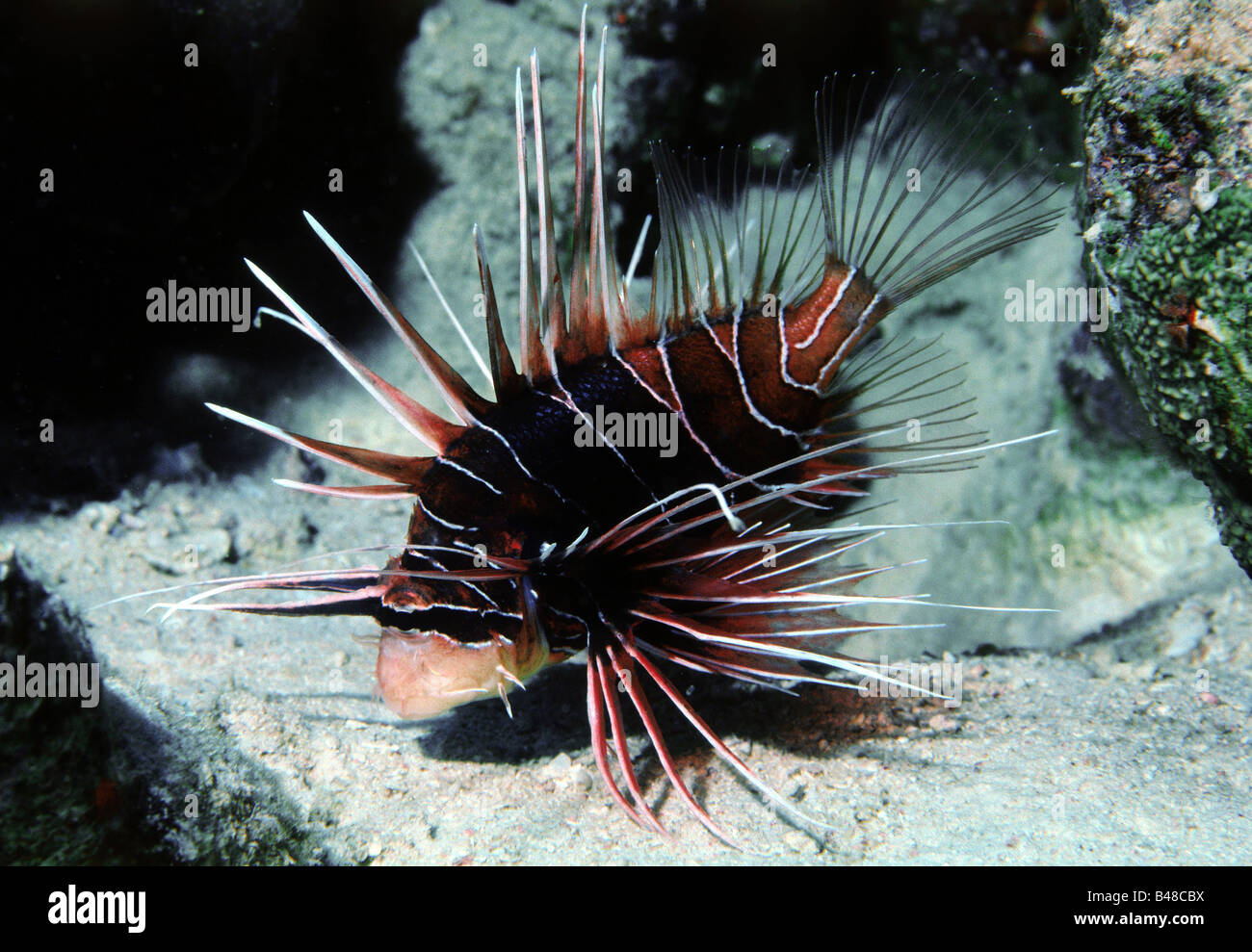 zoology / animals, fish, Lionfish, Radial Firefish, (Pterois radiata), underwater shot, distribution: Red Sea to Common Islands, Ryukyu Islands, Southern New Caledonia, Additional-Rights-Clearance-Info-Not-Available Stock Photo