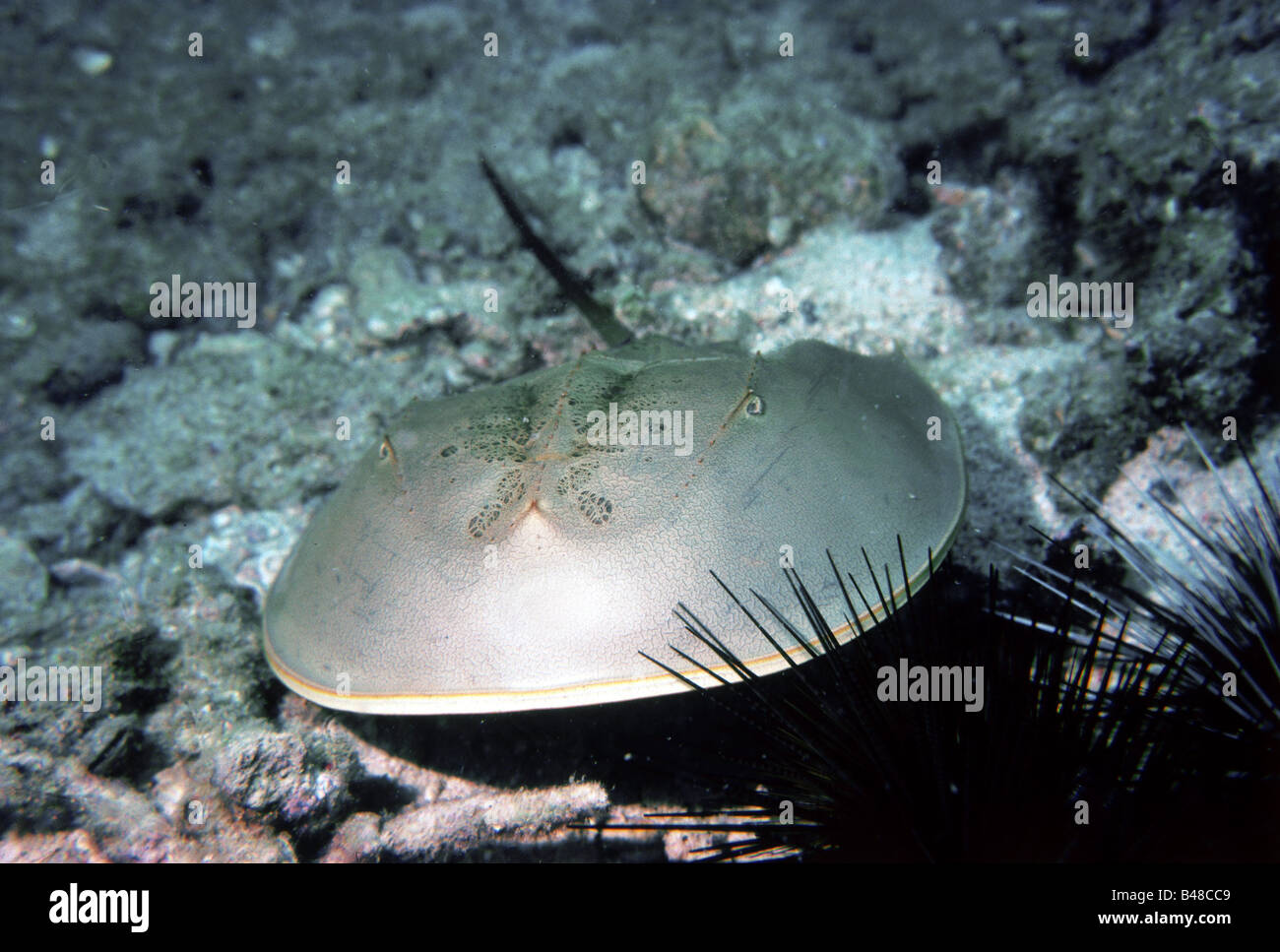 zoology / animals, shellfish / crustacean, Horseshoes crab, (Limulus ...