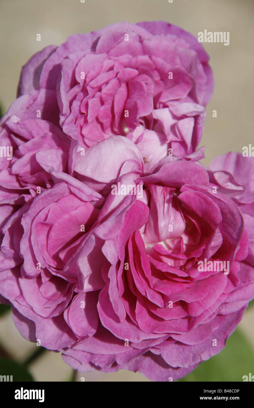 close up of pink peony type flower in garden Stock Photo - Alamy