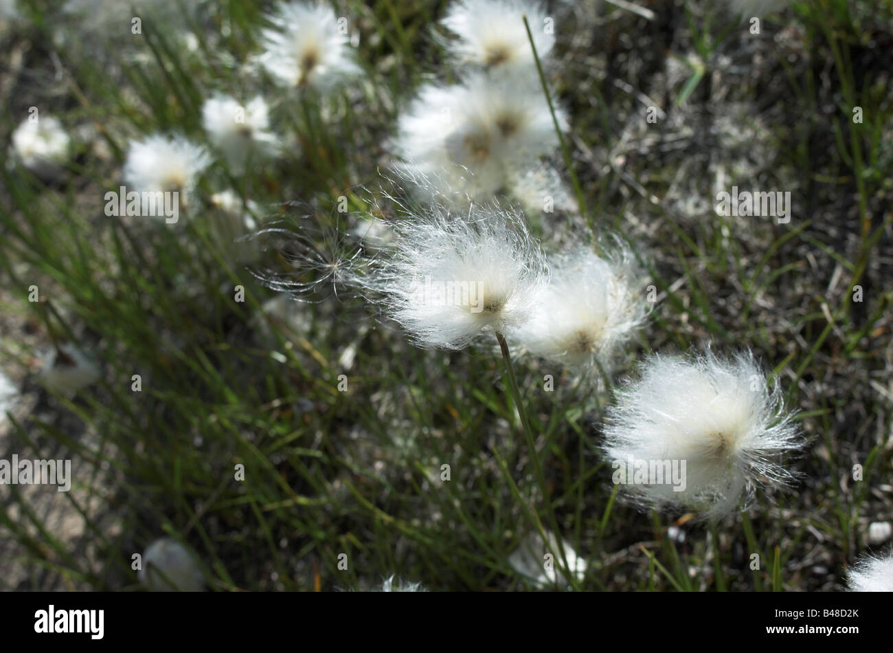 Cotton grass closeup Stock Photo