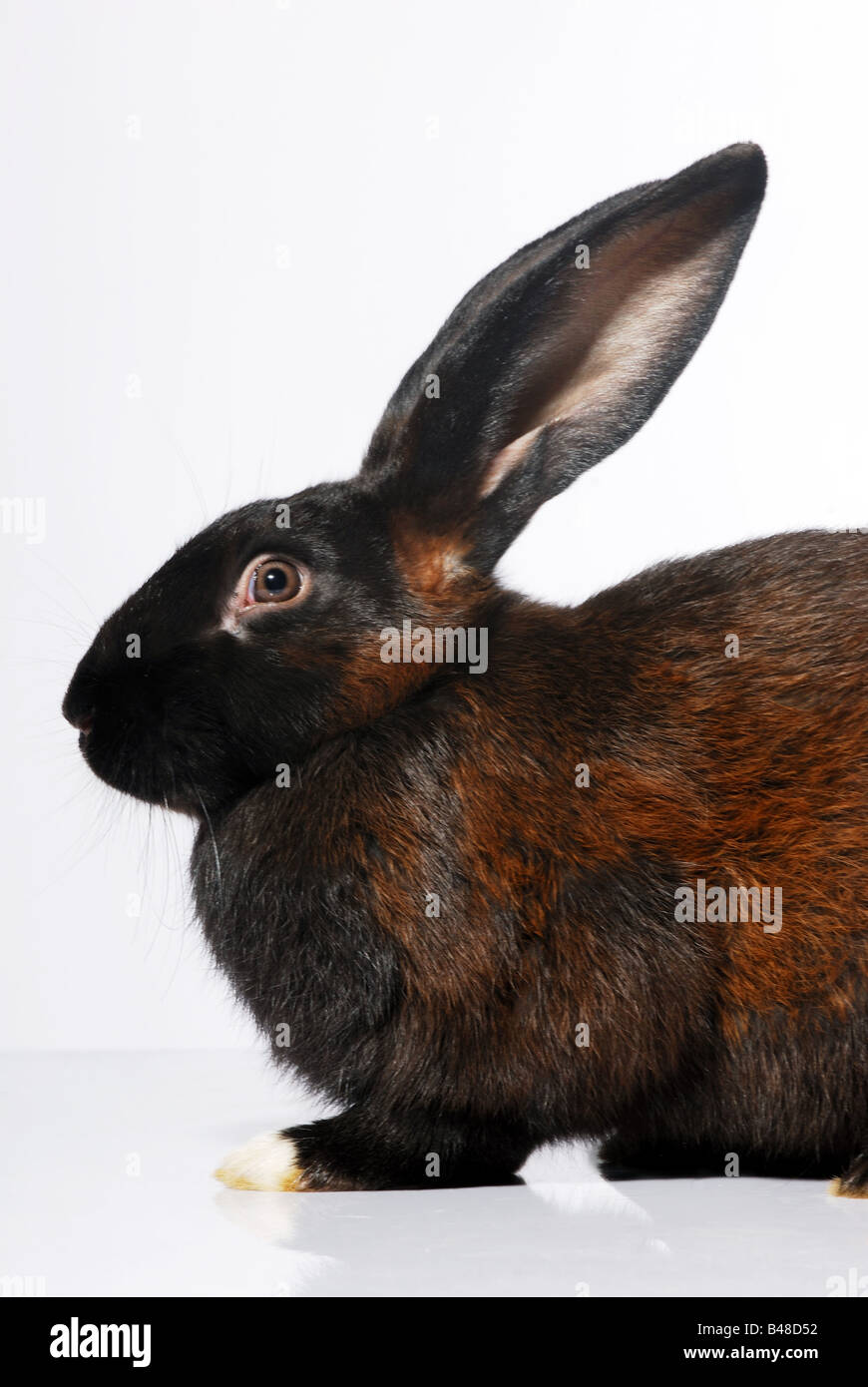 Cute domestic furry rabbit Cut Out Stock Images & Pictures - Alamy