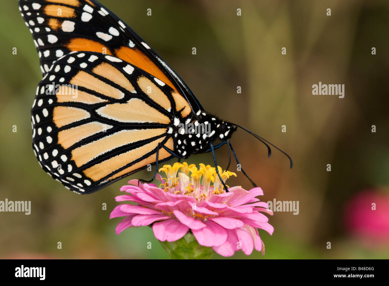 Monarch butterfly Danaus plexippus on zinnia blossom Stock Photo - Alamy