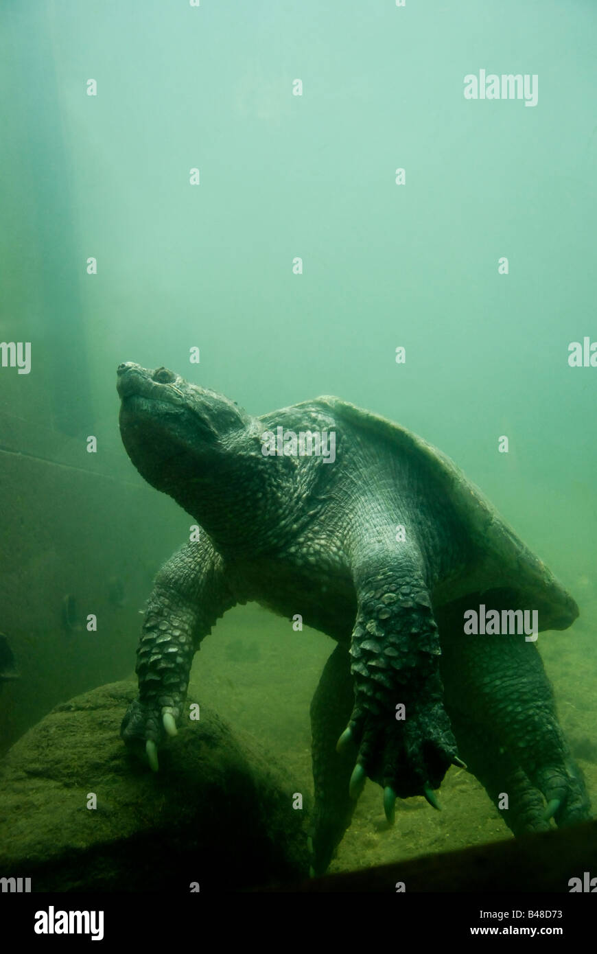 A large snapping turtle (Chelydra serpentina) in captivity rests at the bottom of its tank at the Toronto zoo Stock Photo