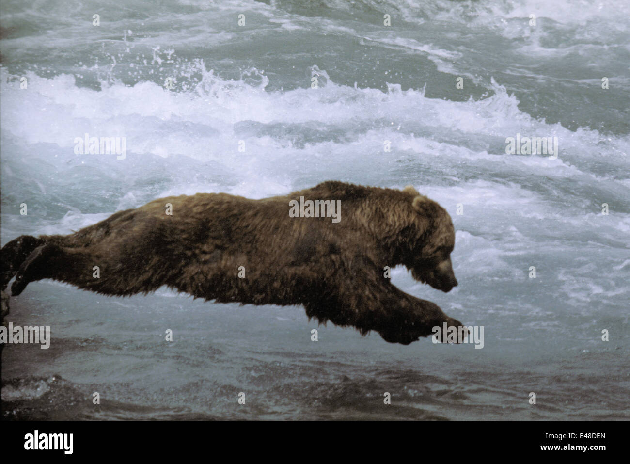 zoology / animals, mammal / mammalian, Ursidae, Brown Bear  (Ursus arctos), jumping in water, Alaska, distribution: Europe, Asia, Noth America, Additional-Rights-Clearance-Info-Not-Available Stock Photo