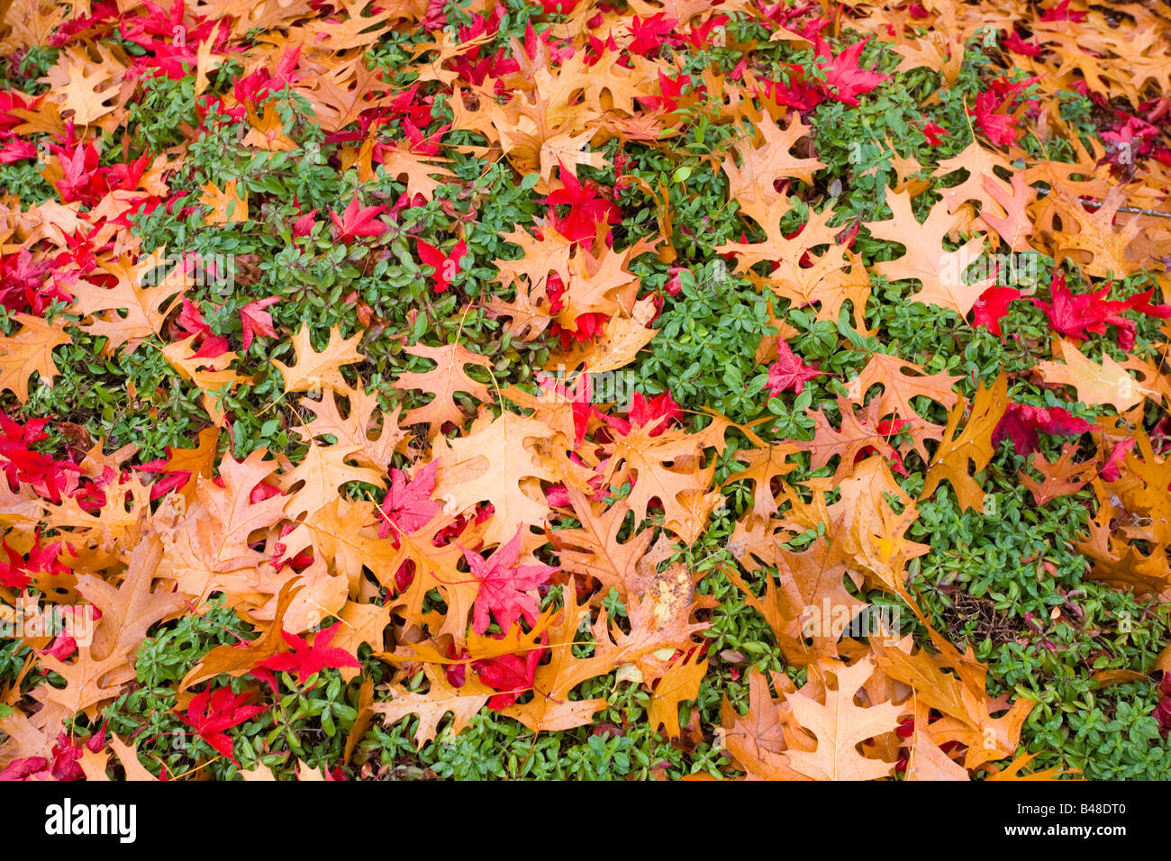 Close-up fall leaves Stock Photo - Alamy