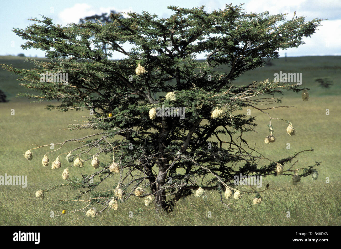 zoology / animals, avian / bird, Widowbirds, (Ploceidae), tree with nests, Masai Mara, Kenya, distribution: Africa, Australia, Europe, Asia, Additional-Rights-Clearance-Info-Not-Available Stock Photo