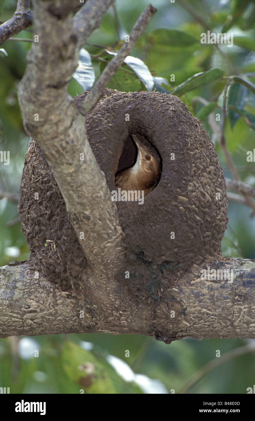 Oven bird in nest hires stock photography and images Alamy