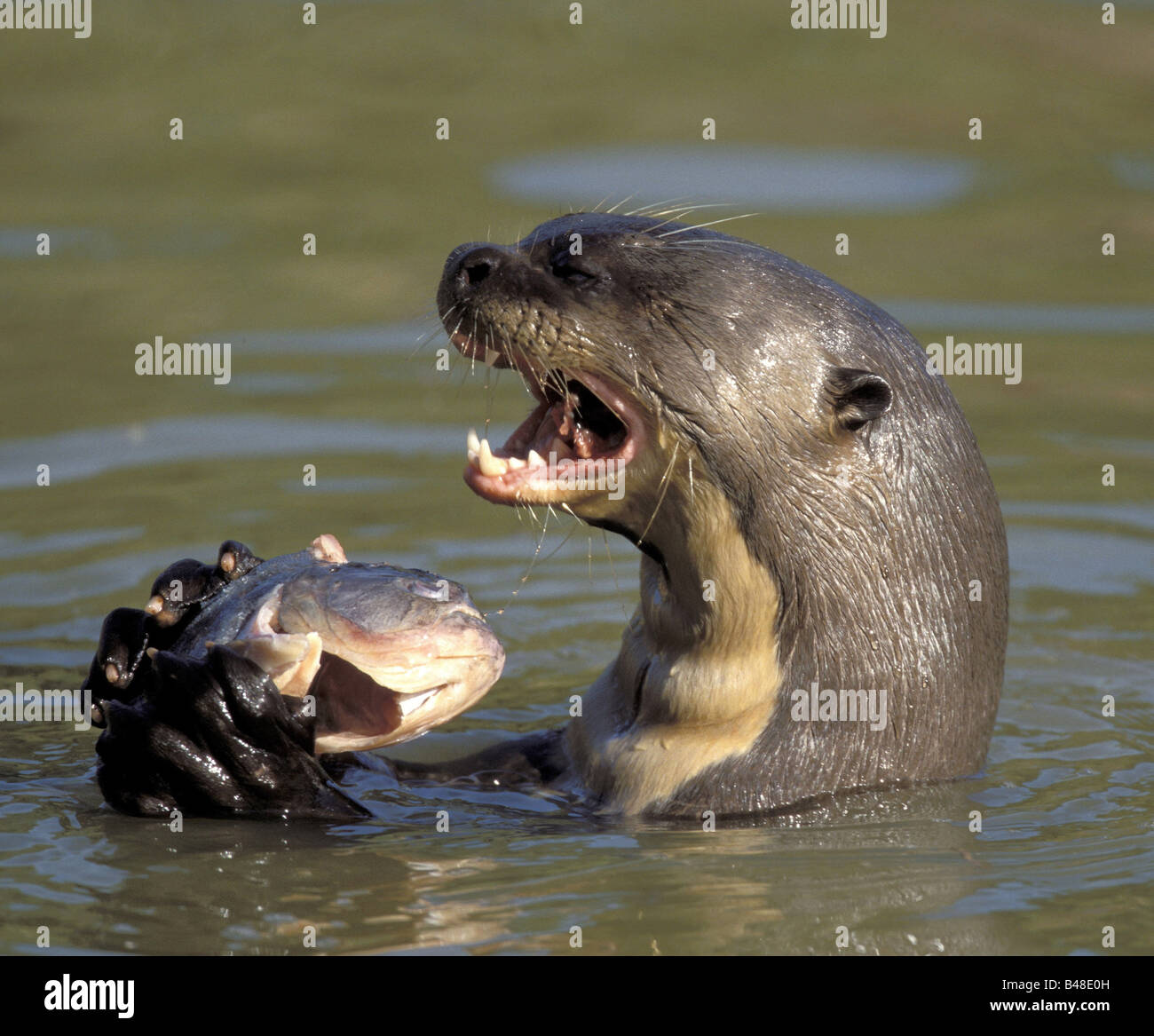 Fish eating animals hi-res stock photography and images - Alamy