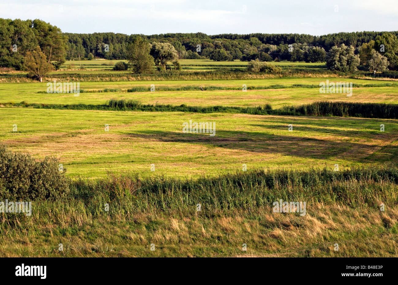 Green pastureland near Rerik, Germany Stock Photo
