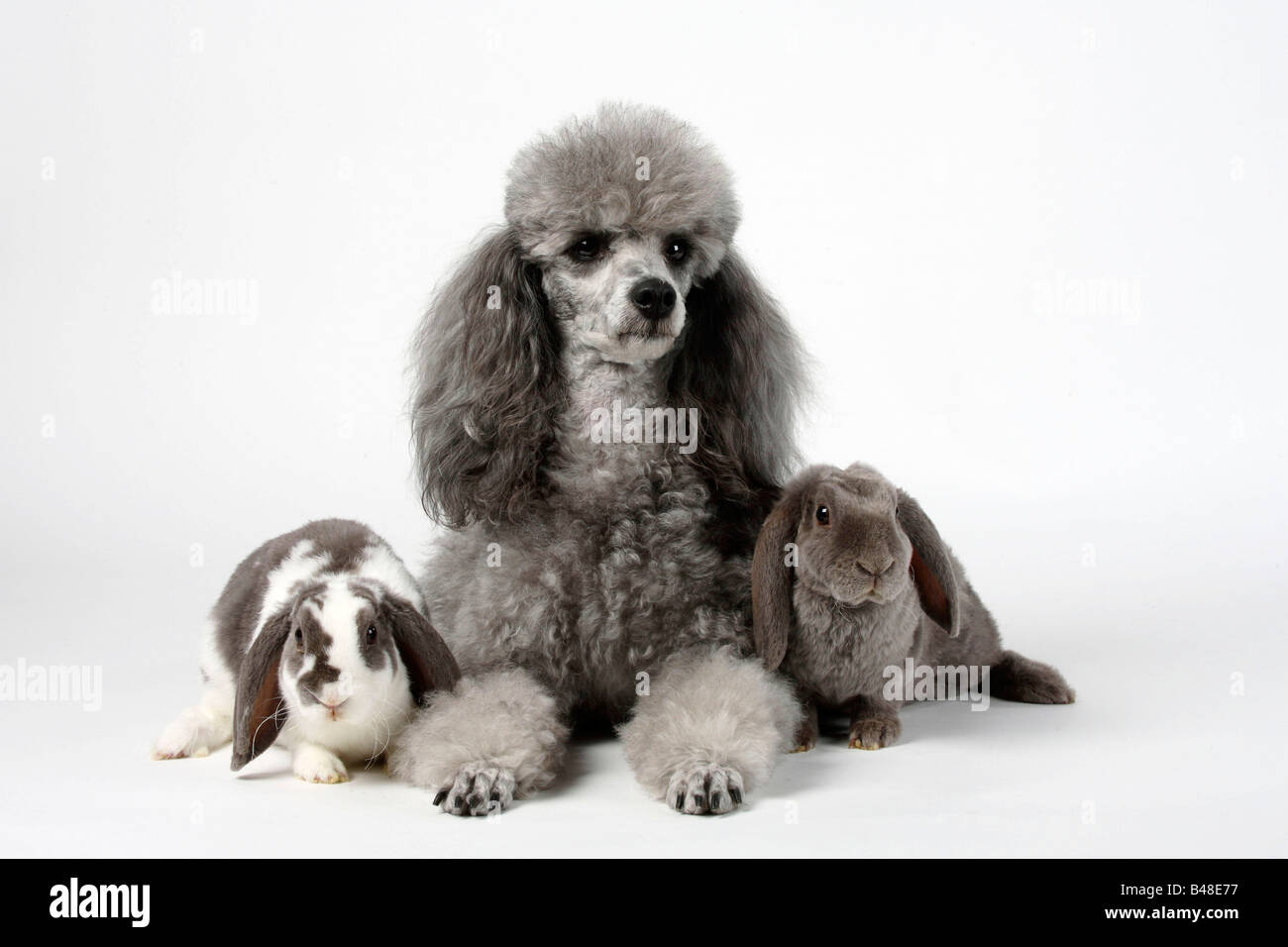 Are Poodles Good With Rabbits