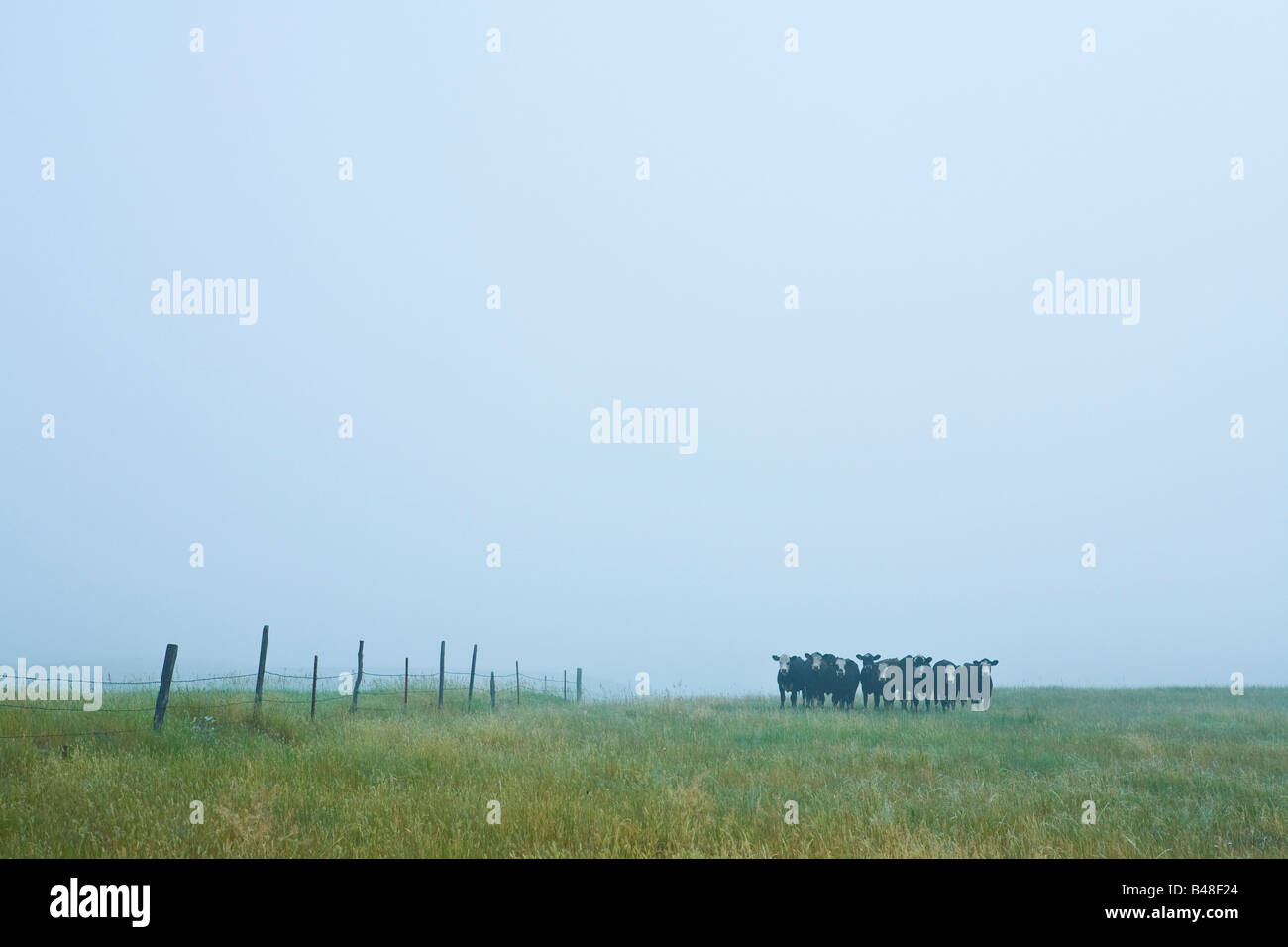 Cattle in North Dakota Missouri River Stock Photo
