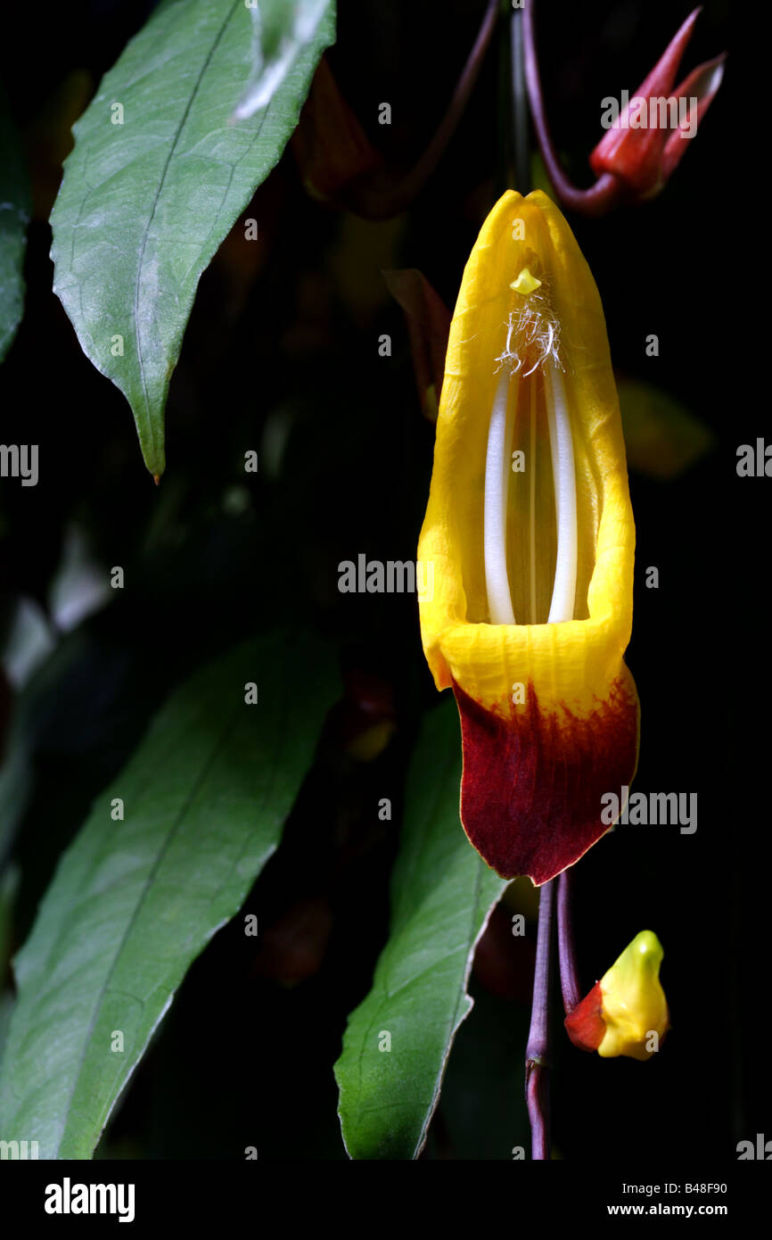 Close-up of a colourful Thunbergia bloom Stock Photo