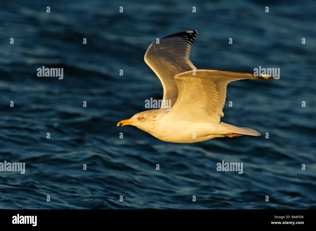 Herring gull in late afternoon flight Stock Photo Alamy