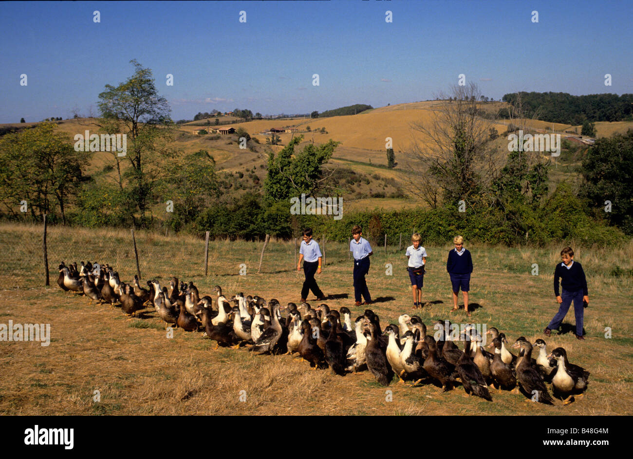 Boys Make A School Visit To A Free Range Foie Gras Duck Farm Near Toulouse Stock Photo Alamy