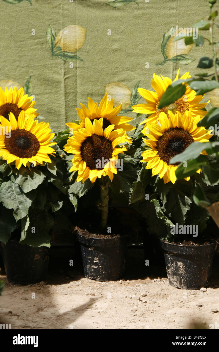 Sunflowers in pots hires stock photography and images Alamy