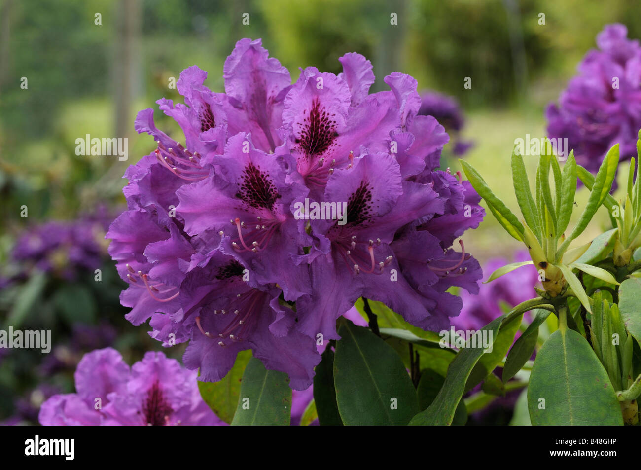Rhododendron (Rhododendron hybrid variety Azurro) flowers Stock Photo