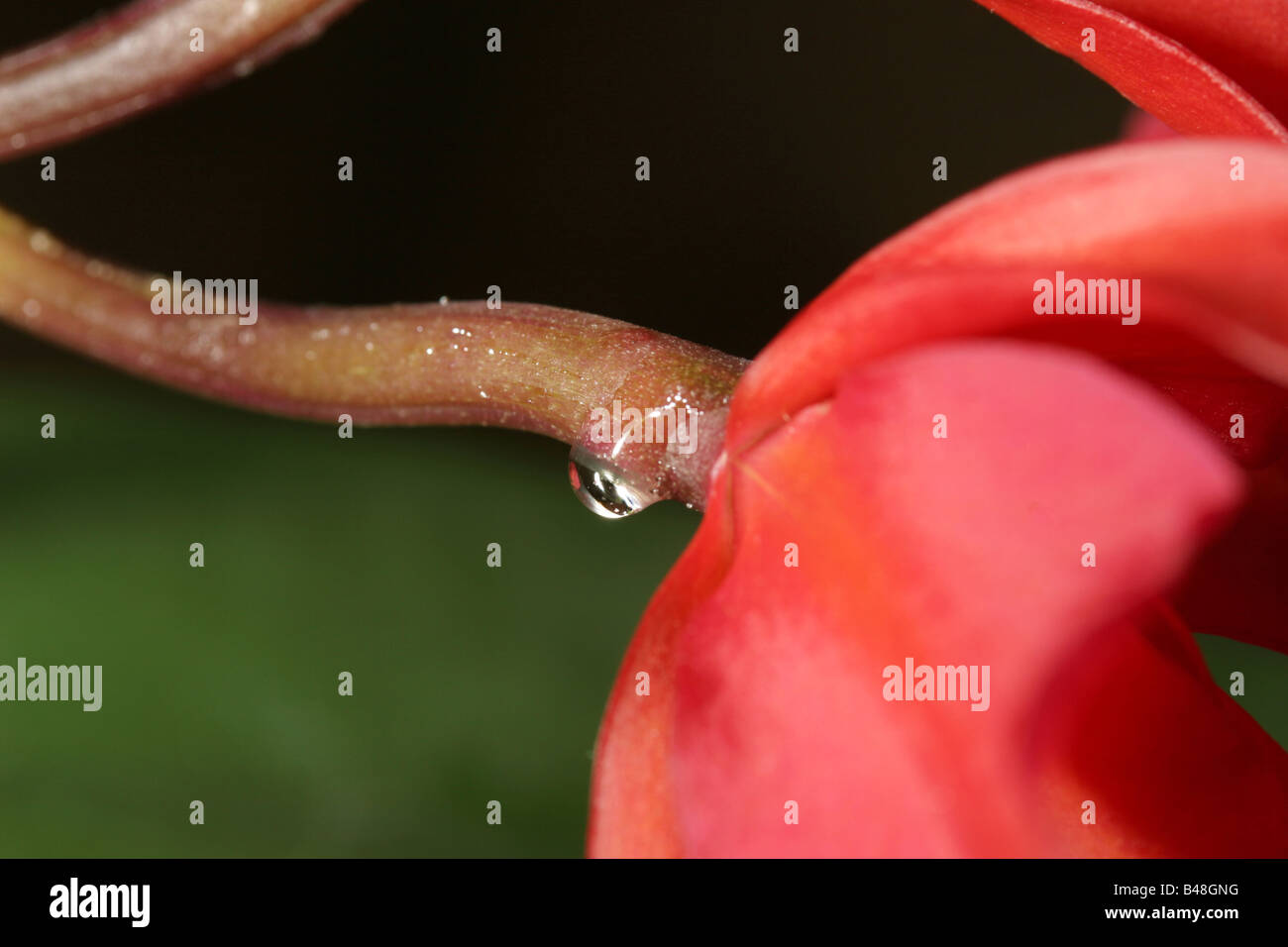 A water droplet on the stem of a red flower Stock Photo - Alamy