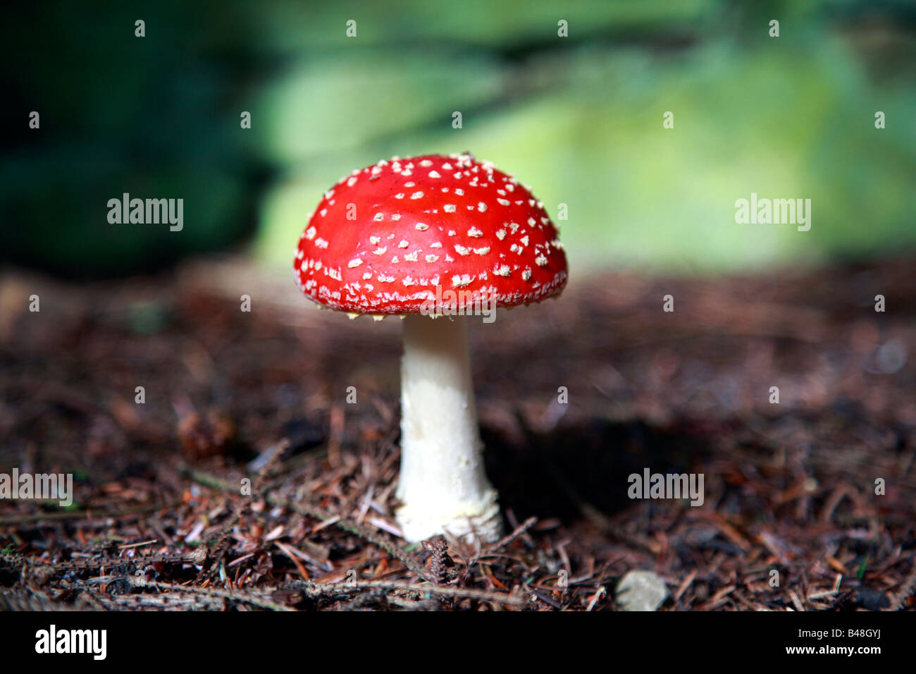 Fly agaric Amanita muscaria toadstool in pine woodland, Langsett, Peak District National Park, South Yorkshire, England, UK. Stock Photo