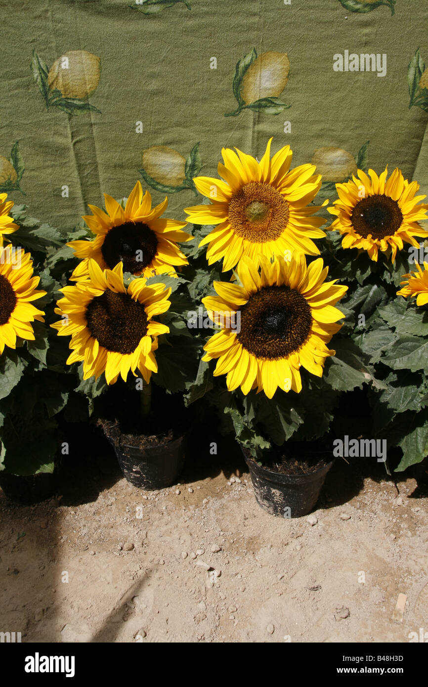 Sunflowers in pots hires stock photography and images Alamy