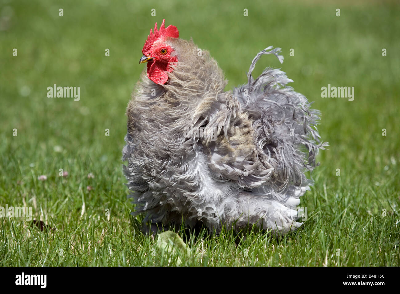 grey chicken free range Stock Photo