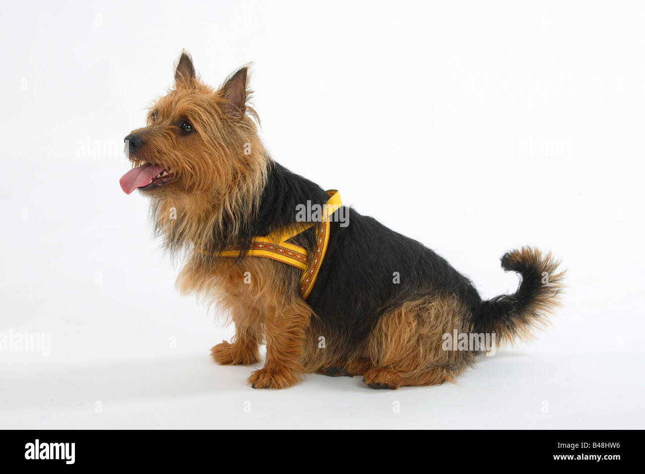 Dog wearing harness hi-res stock photography and images - Alamy
