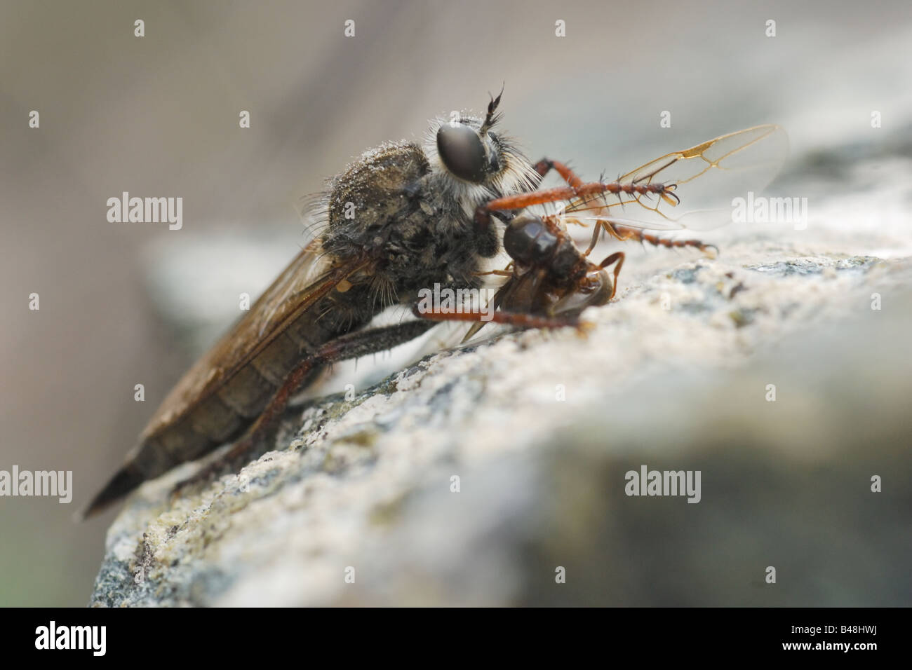 Mosca Predatora Predatore preda hi-res stock photography and images - Alamy