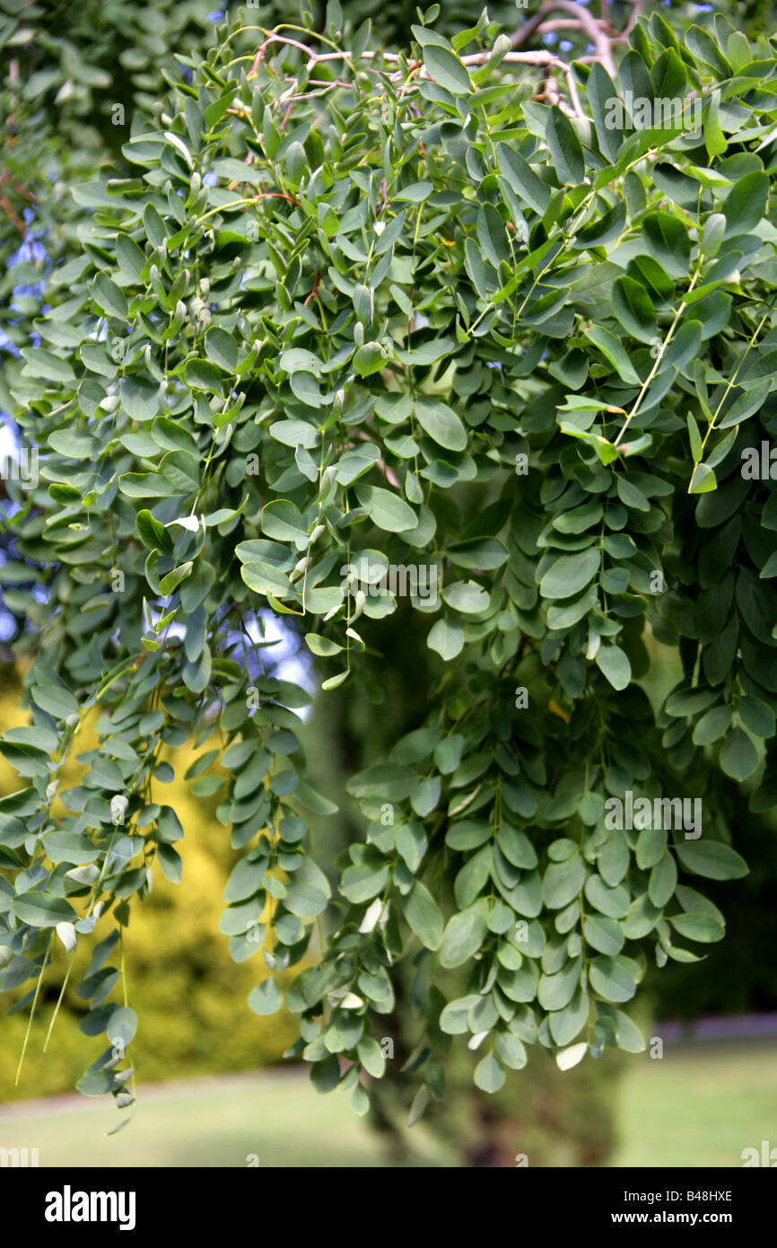 Clammy Locust Tree, Robinia viscosa, Fabaceae, South East USA, North America Stock Photo